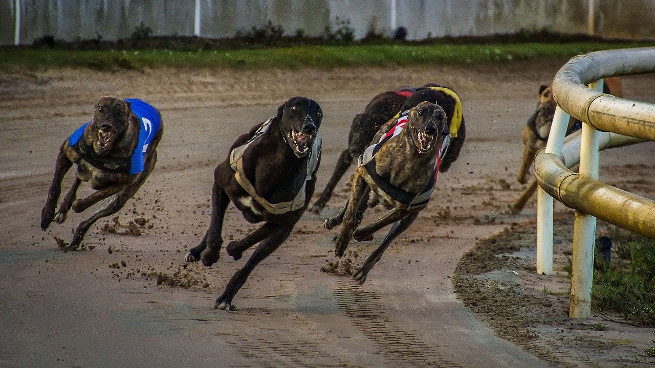 2020 Greyhound Grand National to go Ahead Thanks to New Betting Sponsorship
