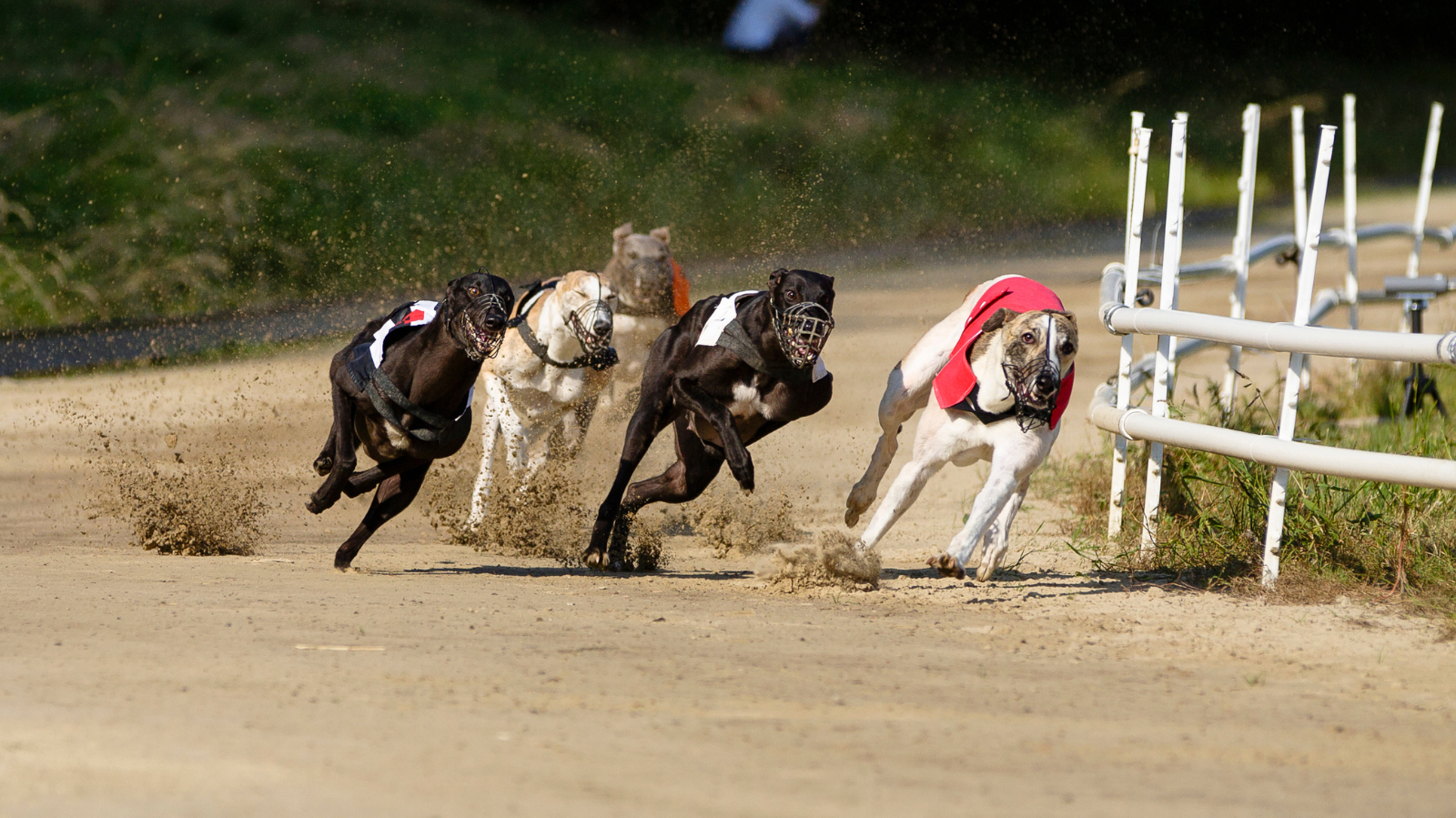SIS Extends Doncaster Greyhound Stadium Partnership Through to 2028