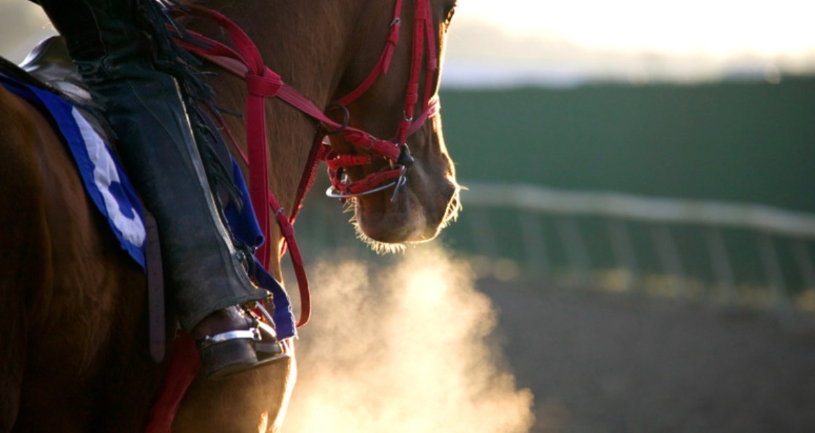 bet365 Partners ZEturf To Launch Horse Racing Betting In France